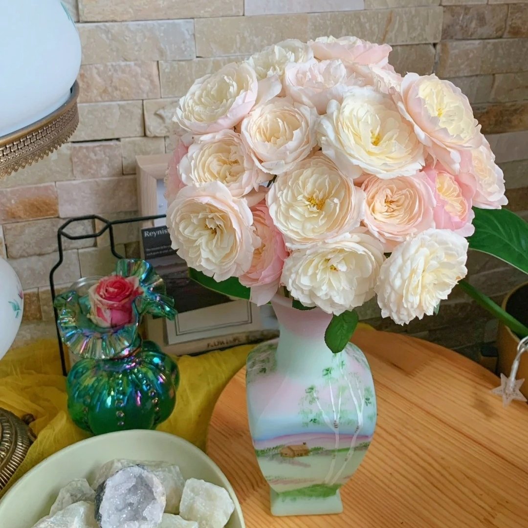 Jolie Fille Rose Plant|可爱少女 image 9