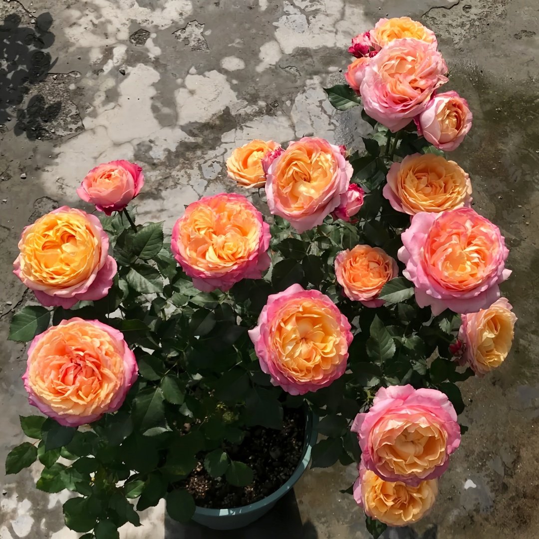 Fire X-pression Rose Plant｜大花美人 image 6