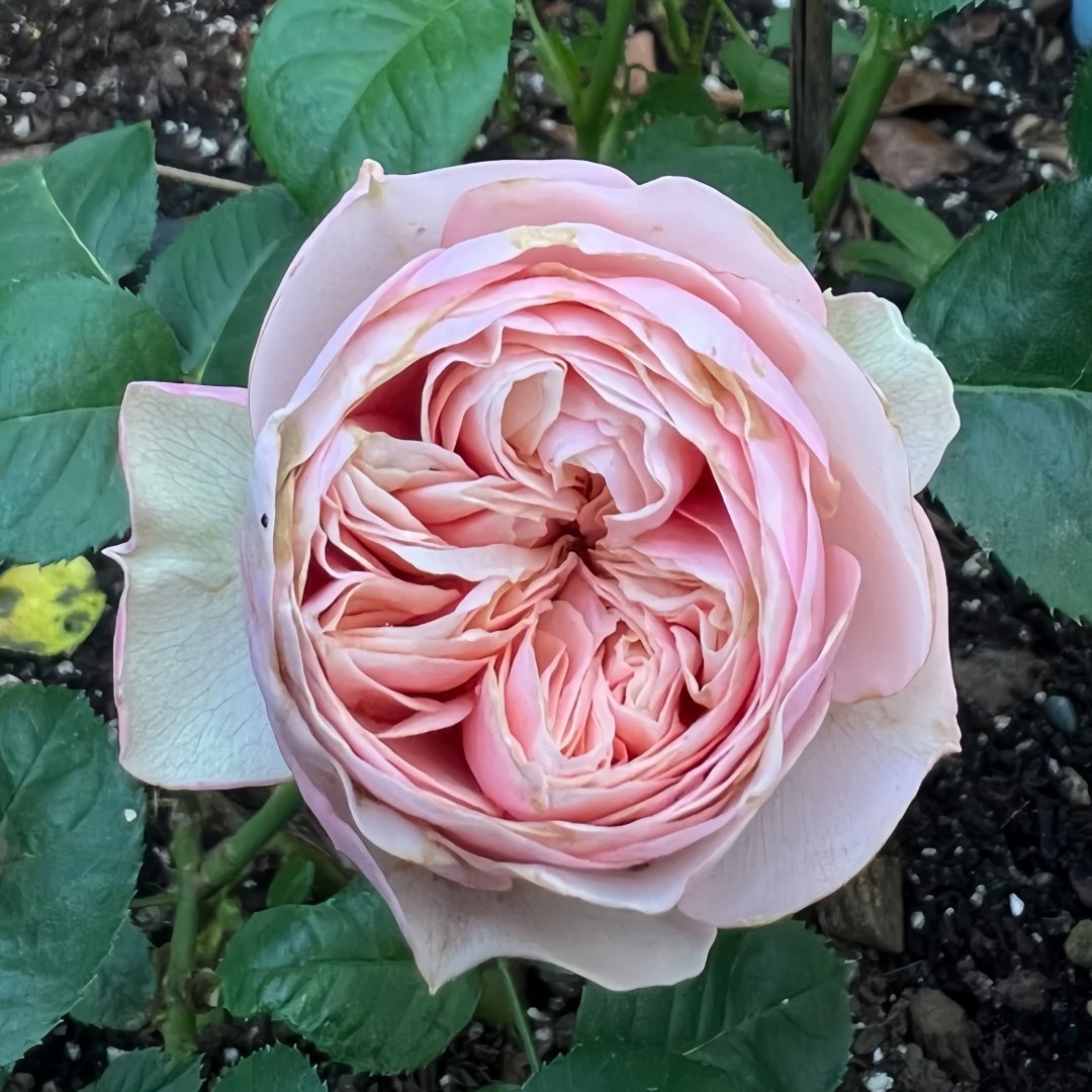 Royal Blush Rose Plant|皇家腮红 image 2
