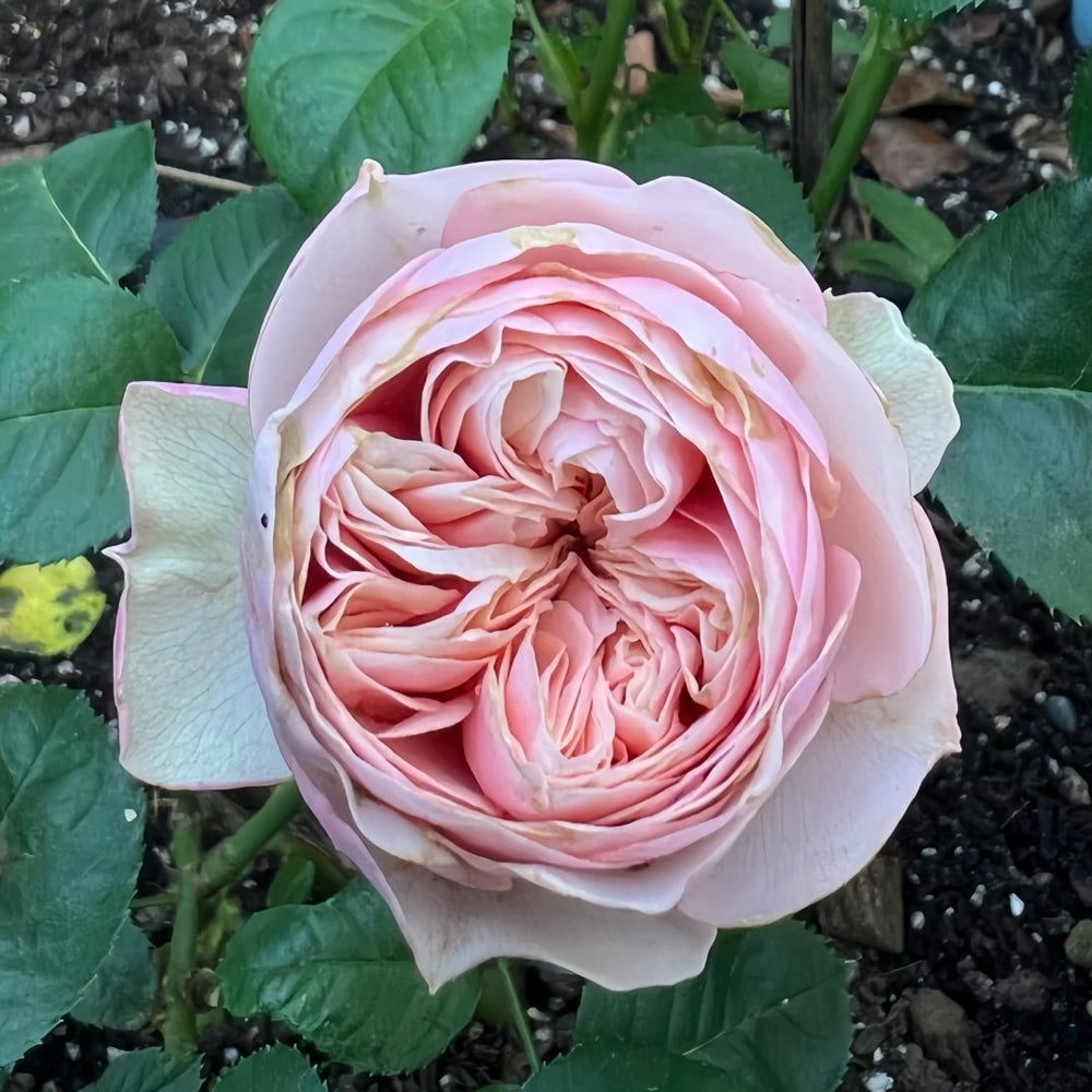 Royal Blush Rose Plant|皇家腮红 image 2