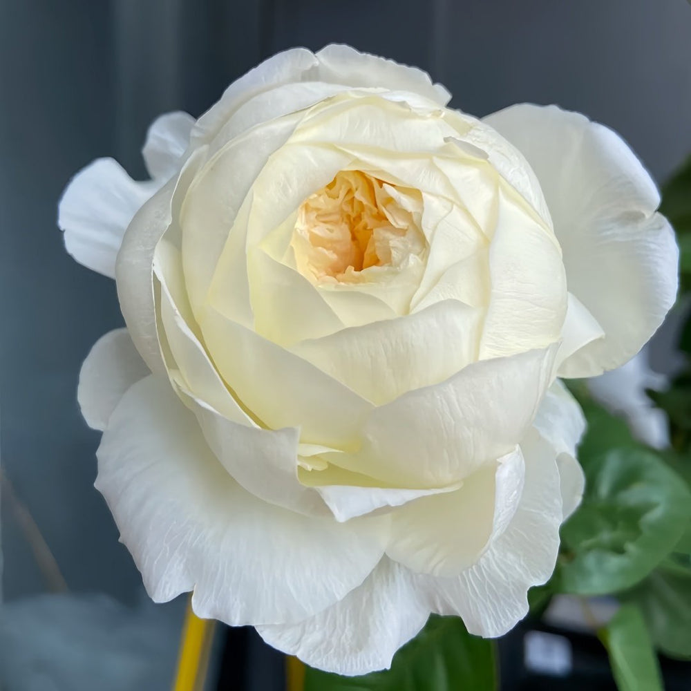Moon Fairy Rose Plant|皎月仙子 image 4