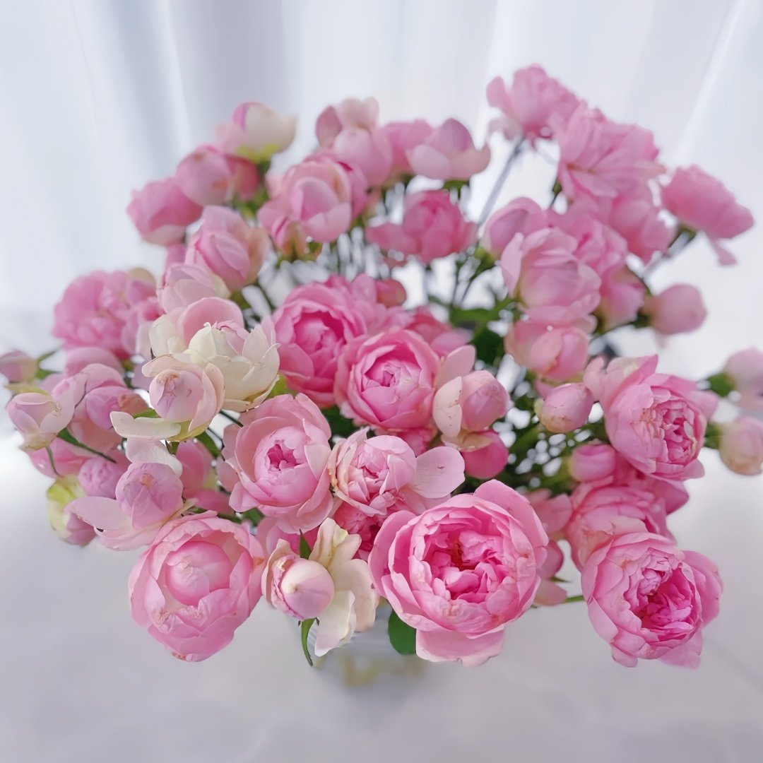 Midnight Seven Star Rose Plant｜午夜七星 image 9