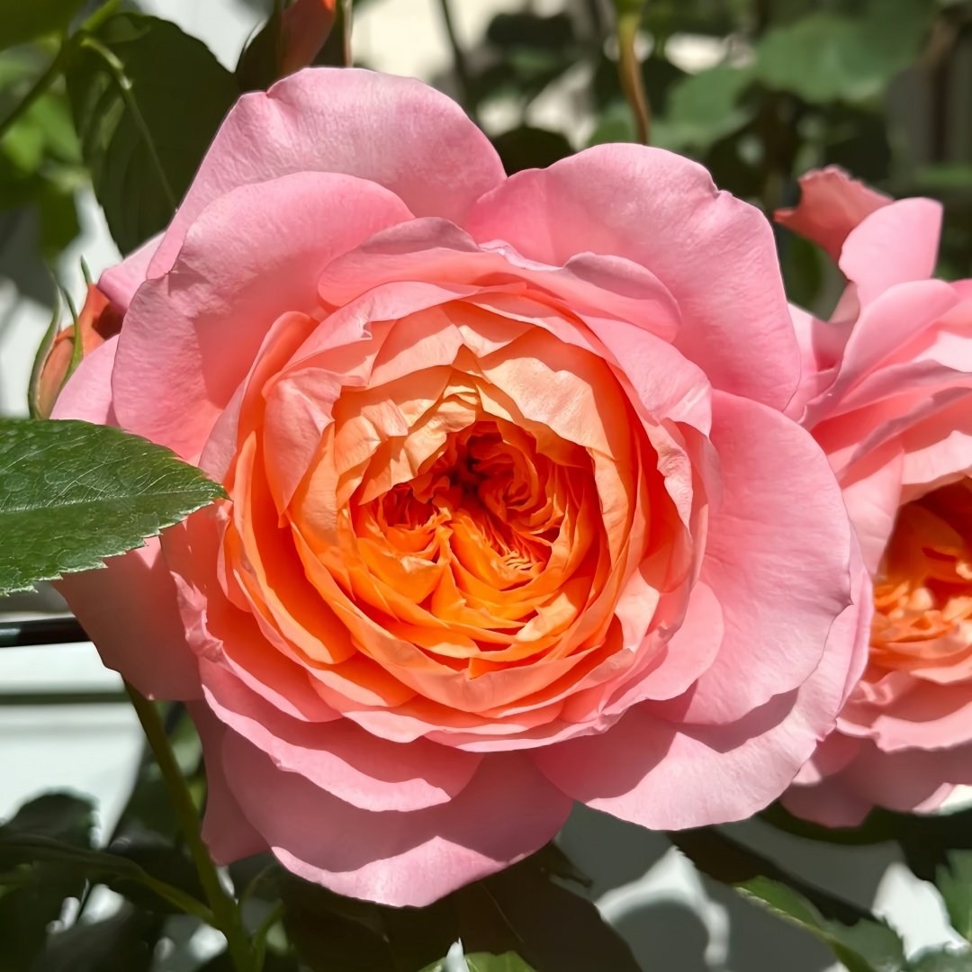 Juzi Rose Plant｜橘子 image 3