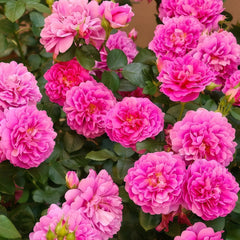 Princess Anne Rose Plant|安妮公主 image 0