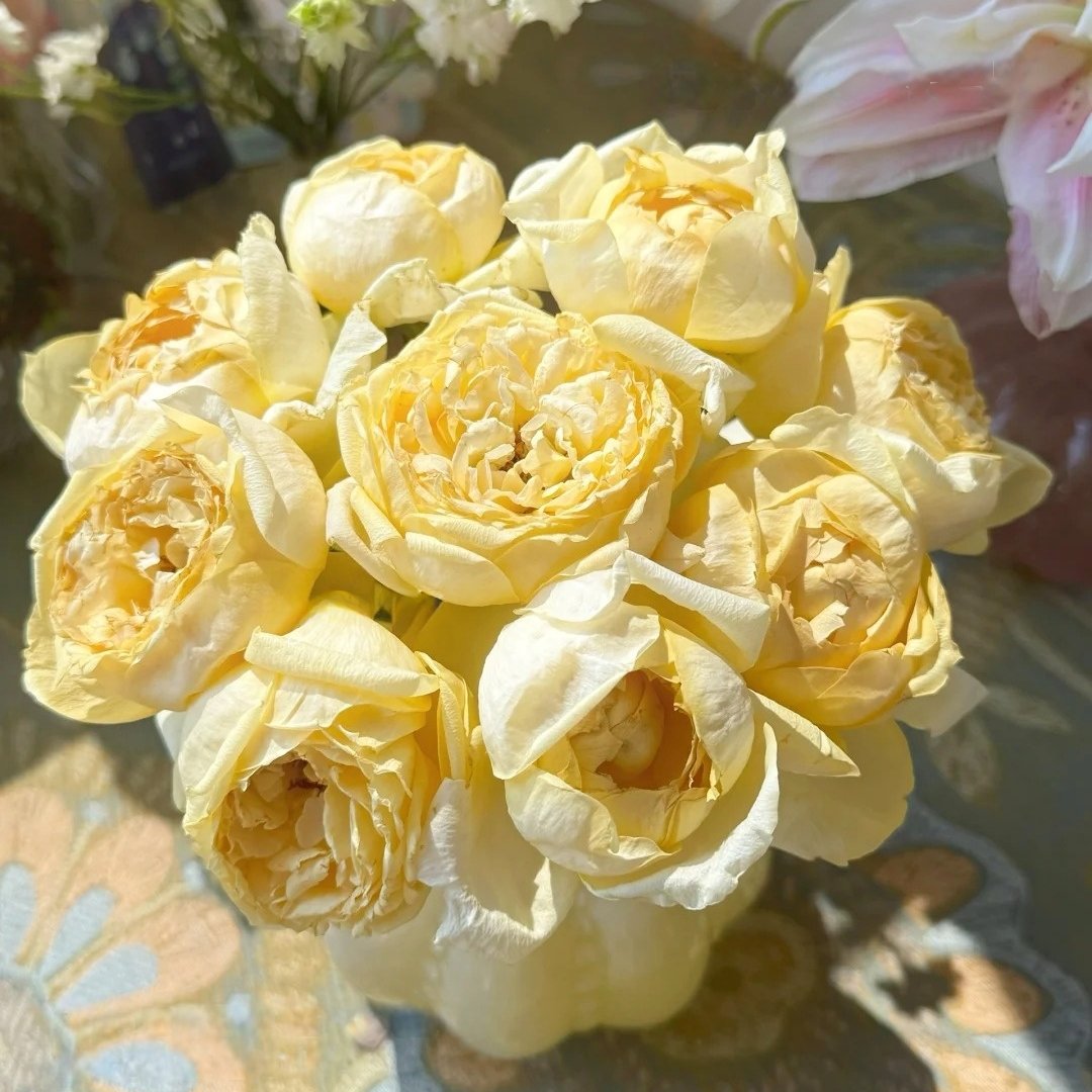 Golden Yves Piaget Rose Plant|伊芙金伯爵 image 5