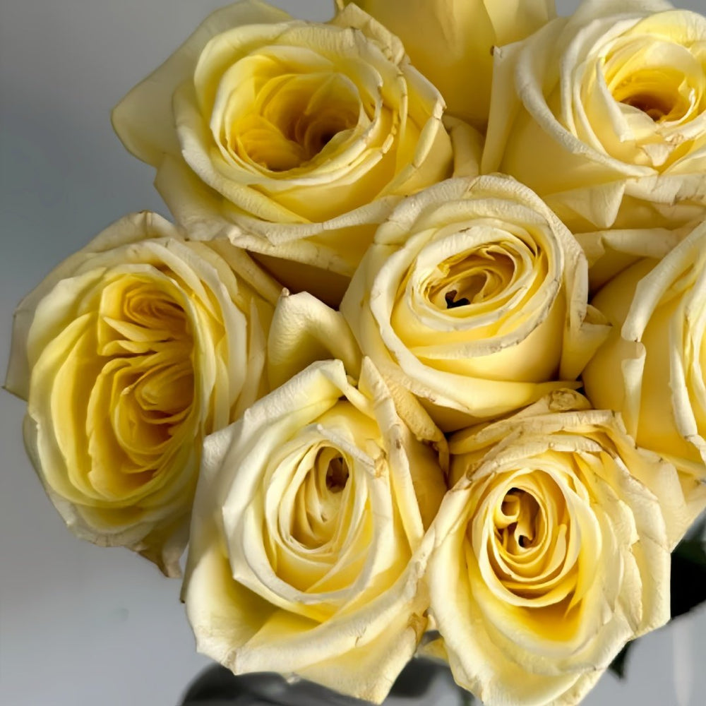 Good Day Sunshine Rose Plant|阳光灿烂的日子 image 2