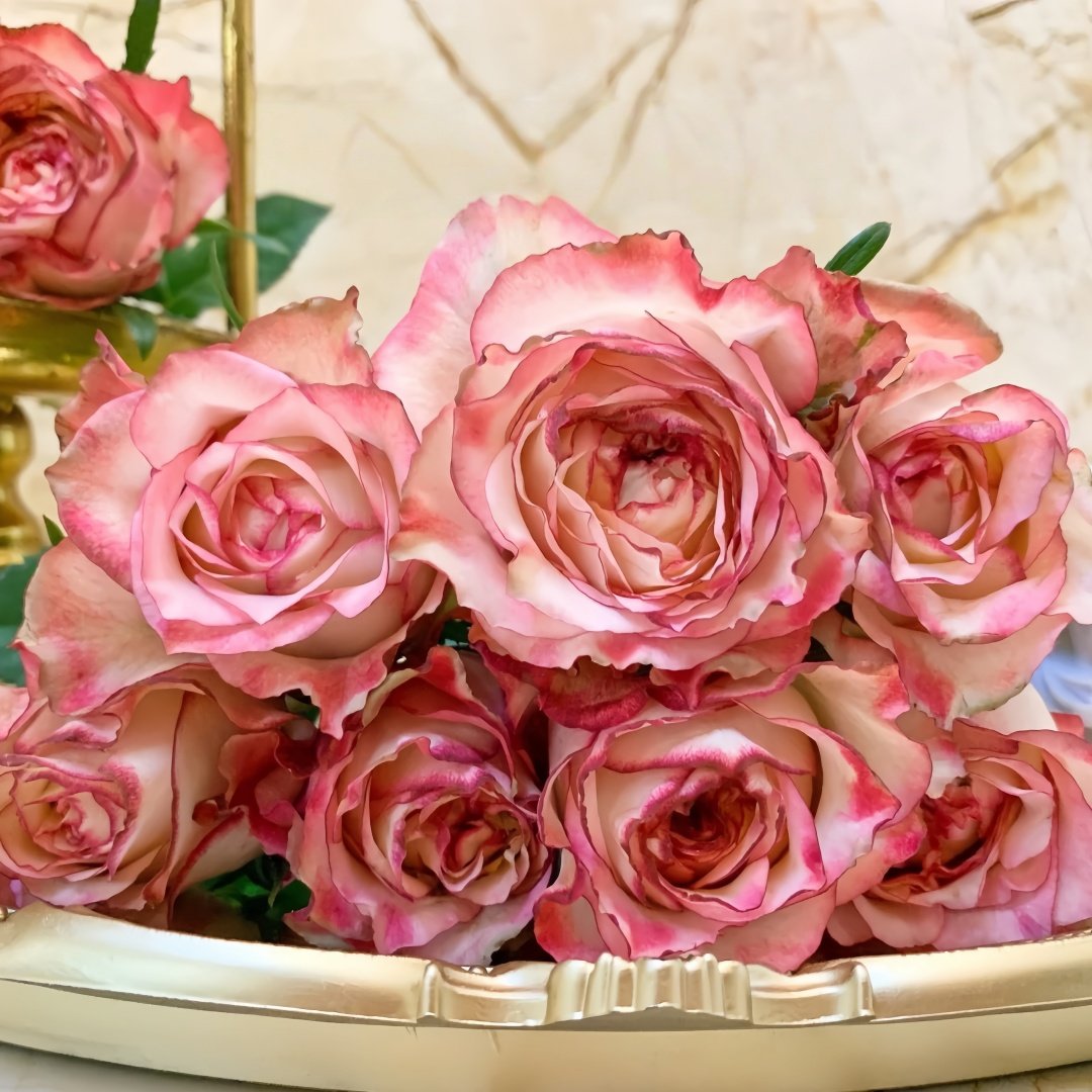 Country Spirit House Rose Plant ｜乡村雅舍 image 7