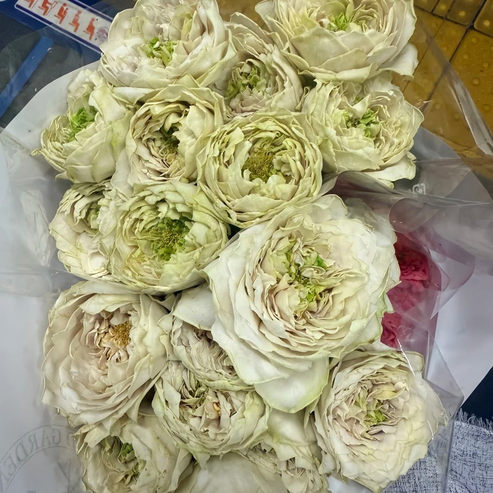 Shelvers Rose Plant | 贝壳花瓶 image 9