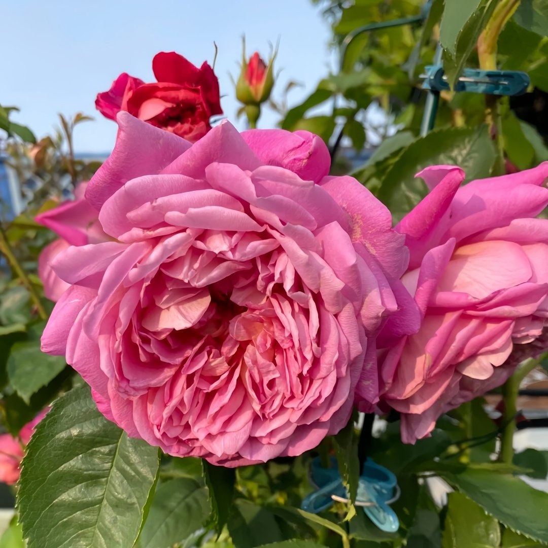 Emma Bridgewater Rose Plant|艾玛·布里奇沃特 image 7