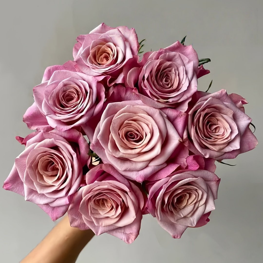 Purple Moon Rose Plant｜紫月 image 0
