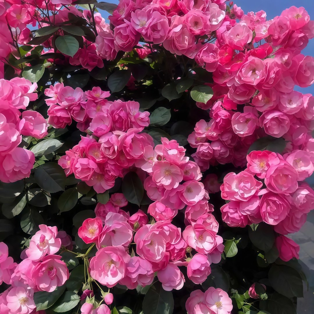 Angela Rose Plant｜安吉拉 image 9