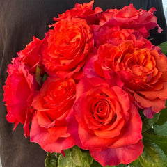 Hard Rock Rose Plant｜摇滚乐 image 2