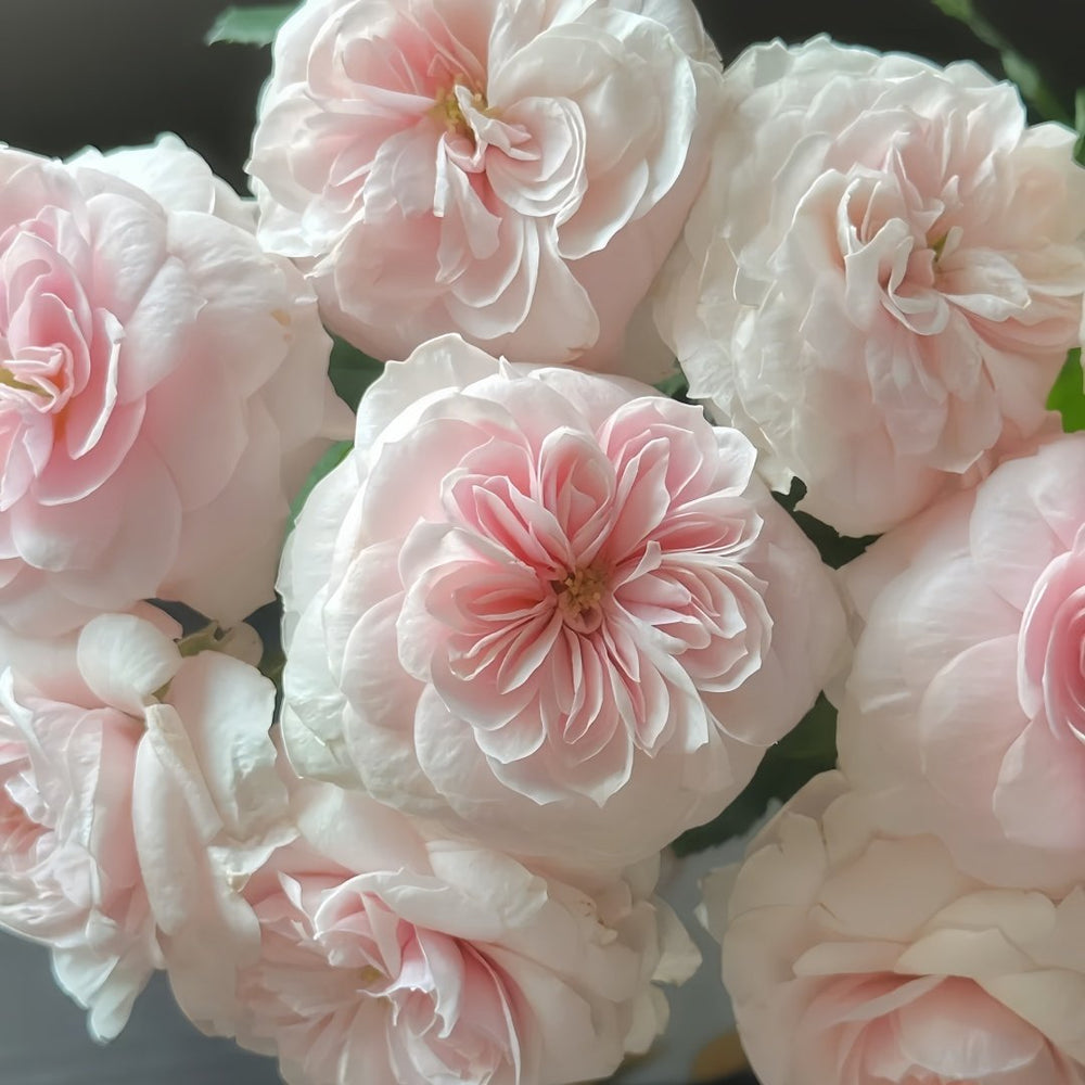 Sabrina Rose Plant｜莎伯莲娜 image 6