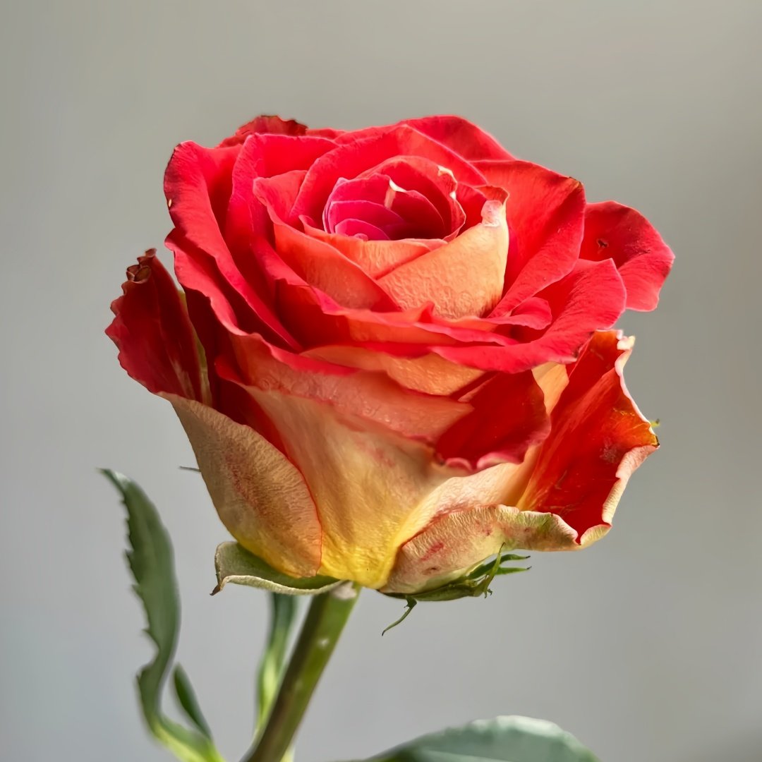 Kayn Rose Plant｜凯隐玫瑰 image 2