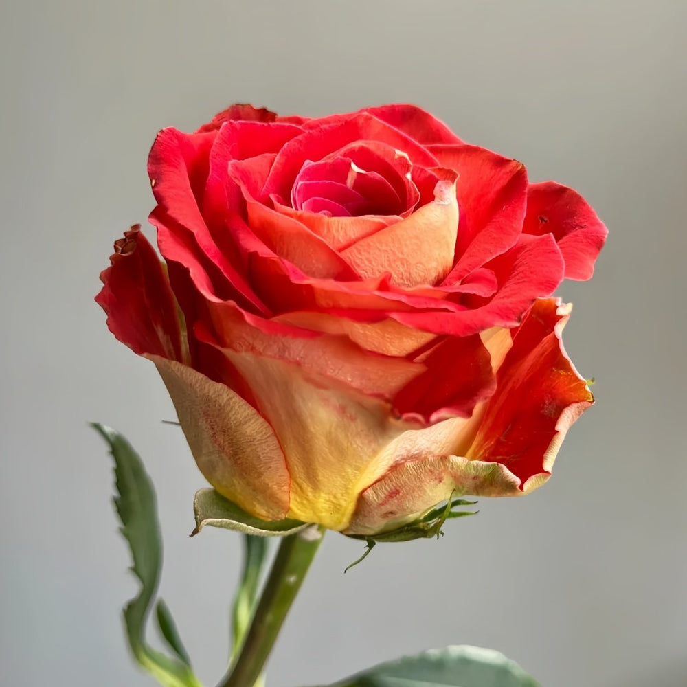 Kayn Rose Plant｜凯隐玫瑰 image 2