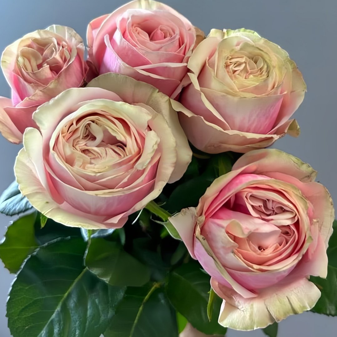 Swan Grace Rose Plant|优雅天鹅 image 3