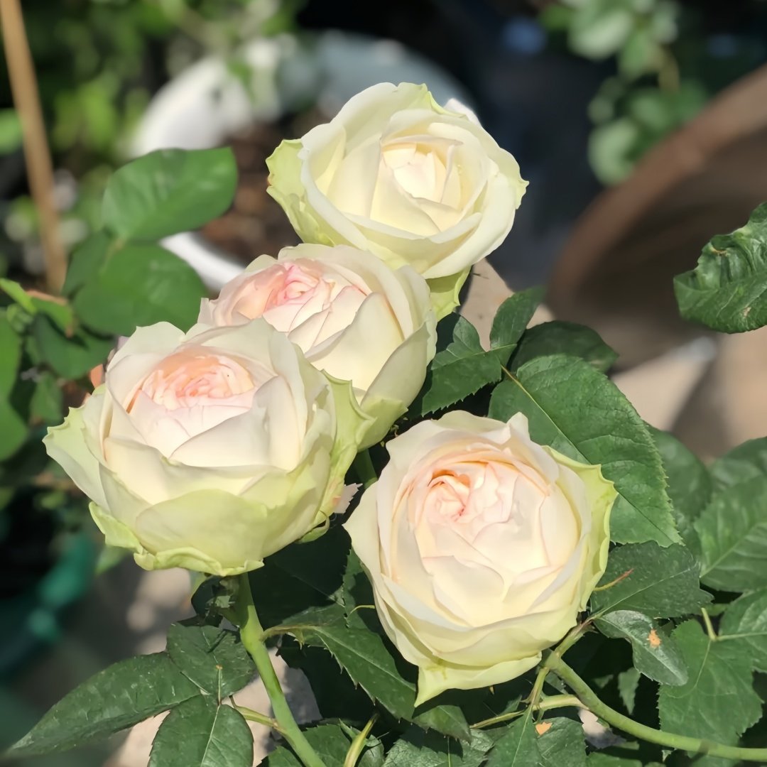 Armure Blanche Rose Plant |幻彩 image 5