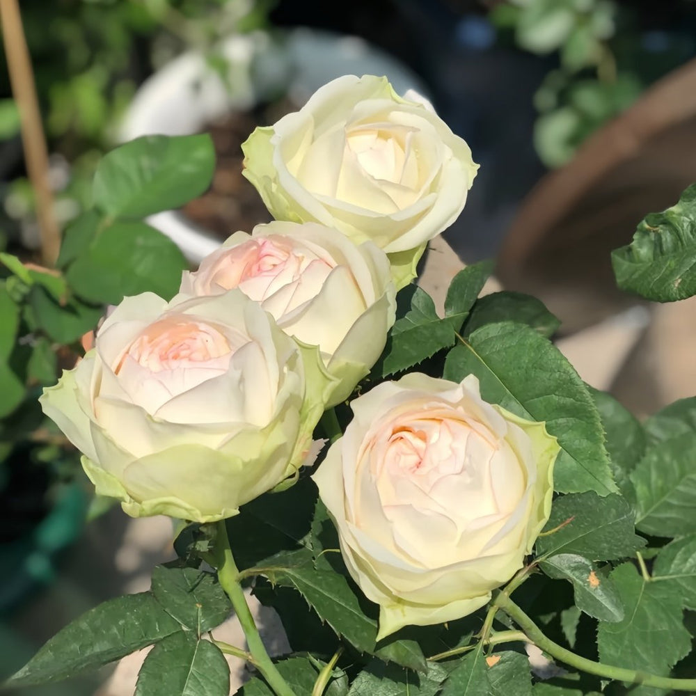 Armure Blanche Rose Plant |幻彩 image 5