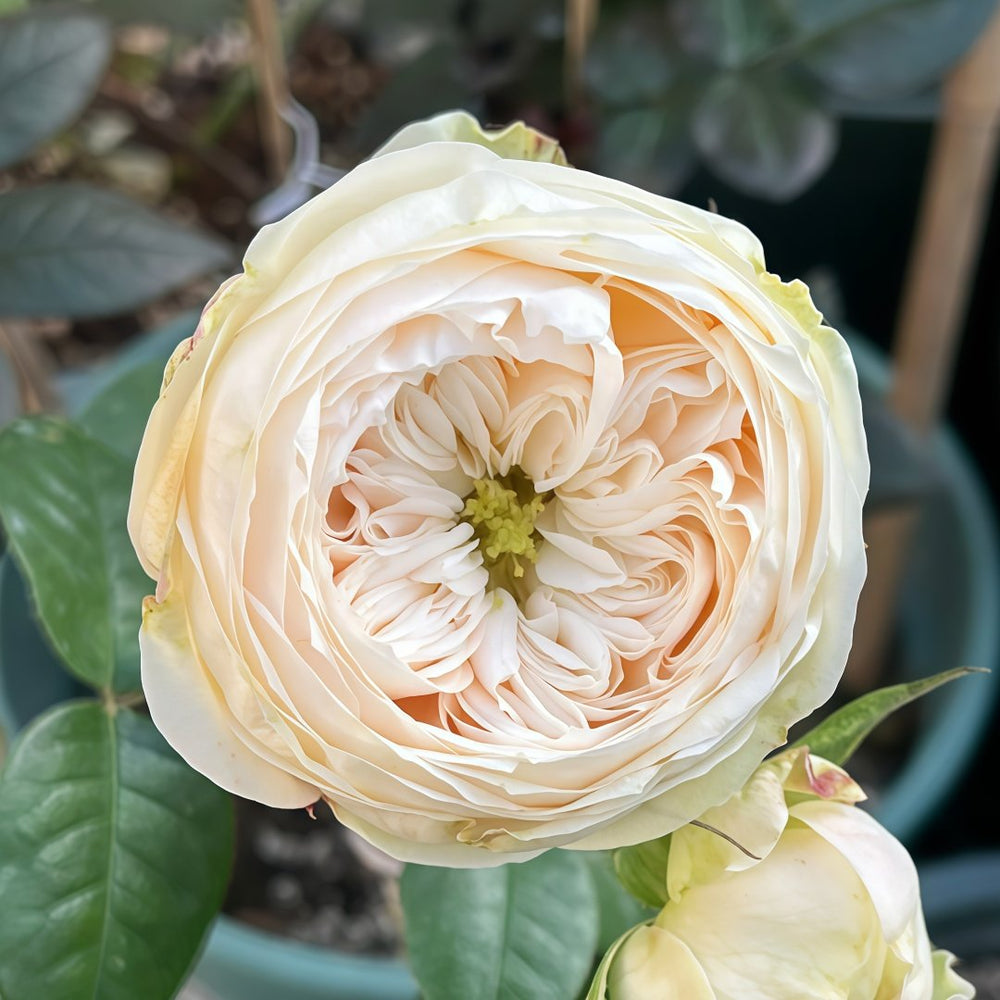Emma woodhouse Rose Plant｜艾玛伍德度假屋 image 1