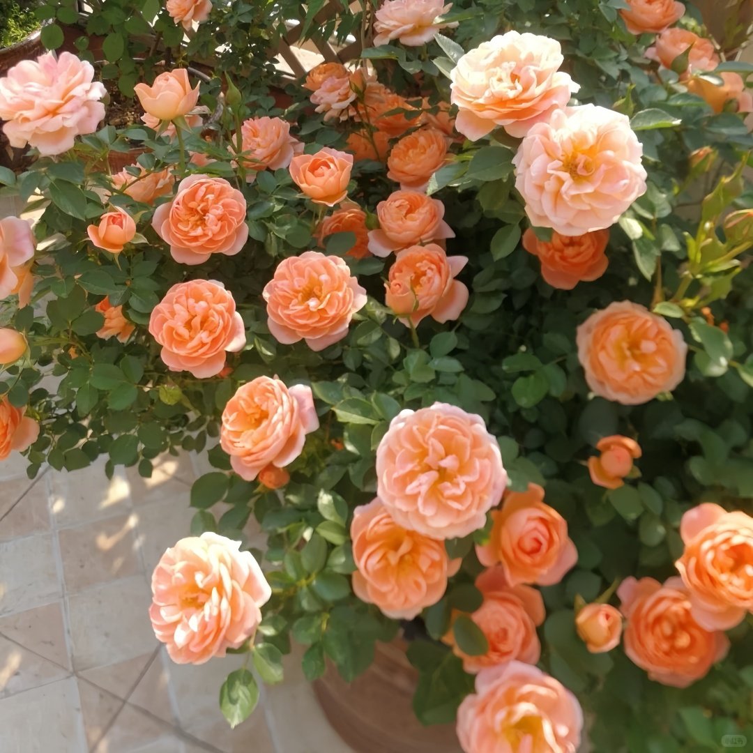 Sweet Dream Rose Plant｜甜梦 image 4