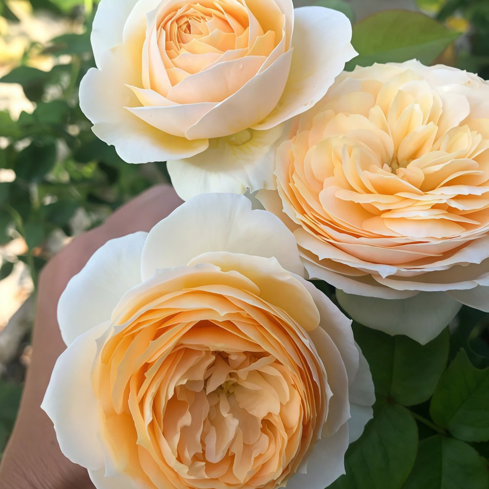 Emma woodhouse Rose Plant｜艾玛伍德度假屋 image 8
