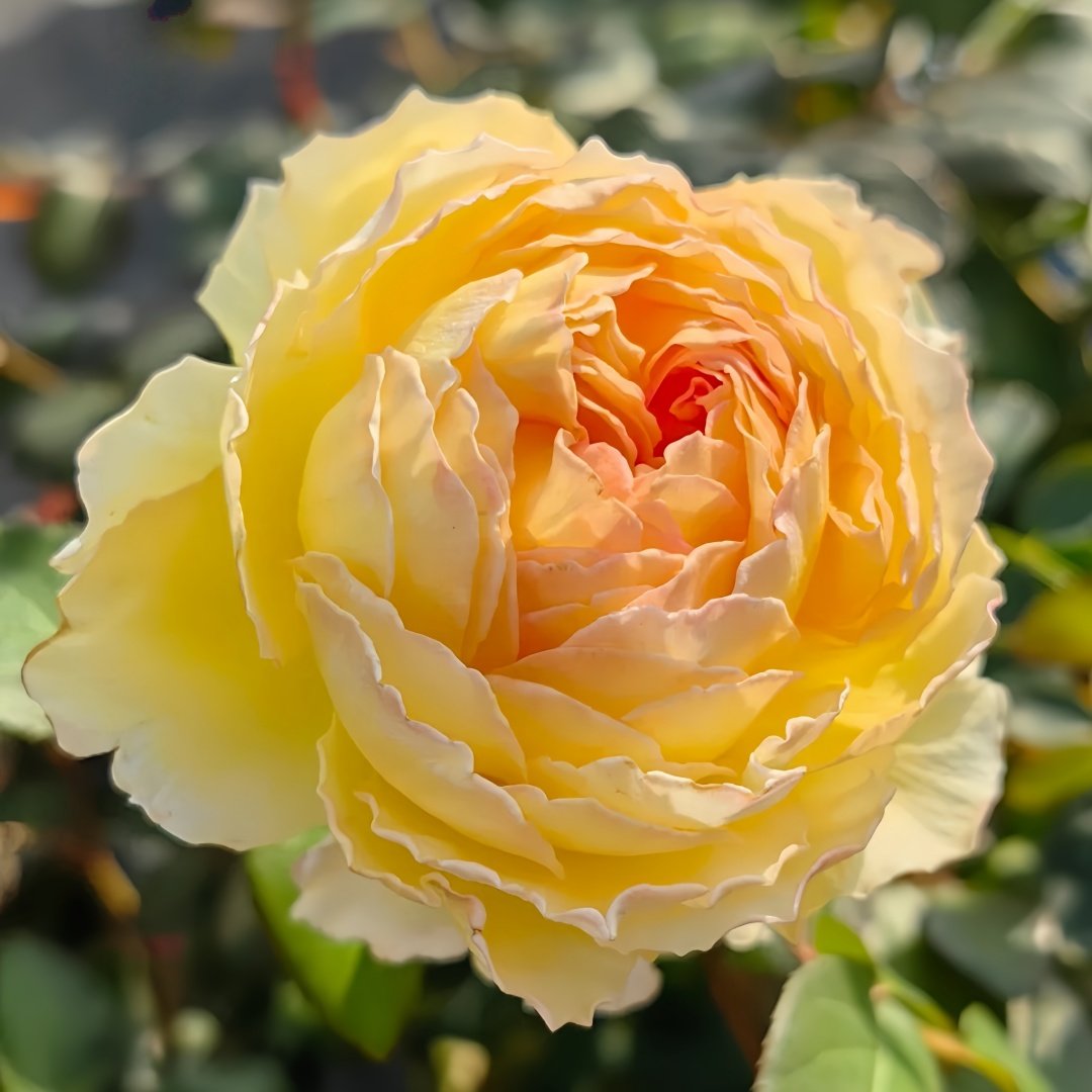 Kagerou Rose Plant｜蜉蝣 image 1