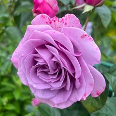 Quick Silver Rose Plant|快银 image 2