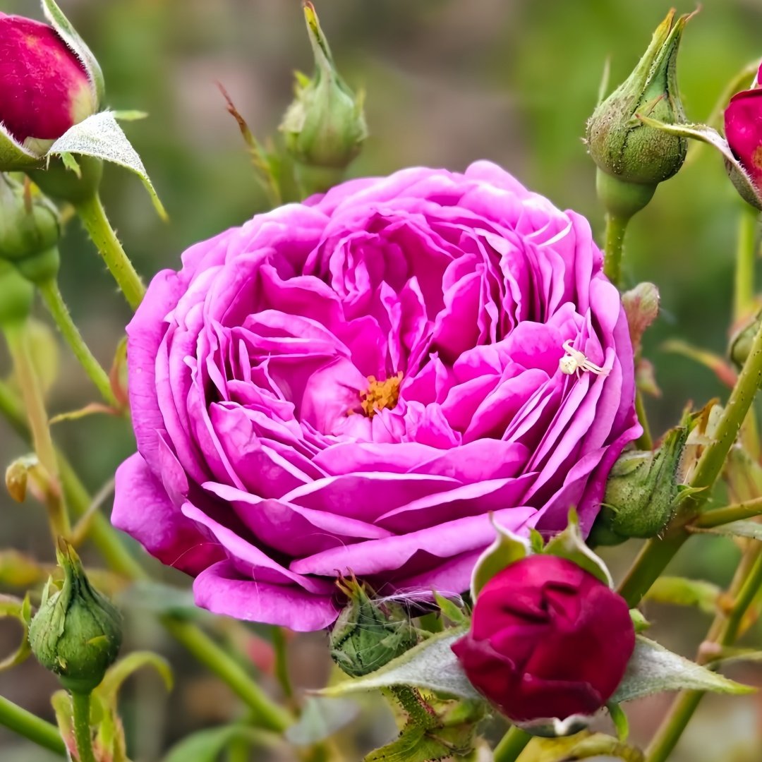 Cartonnage Rose Plant|法式布盒 image 2