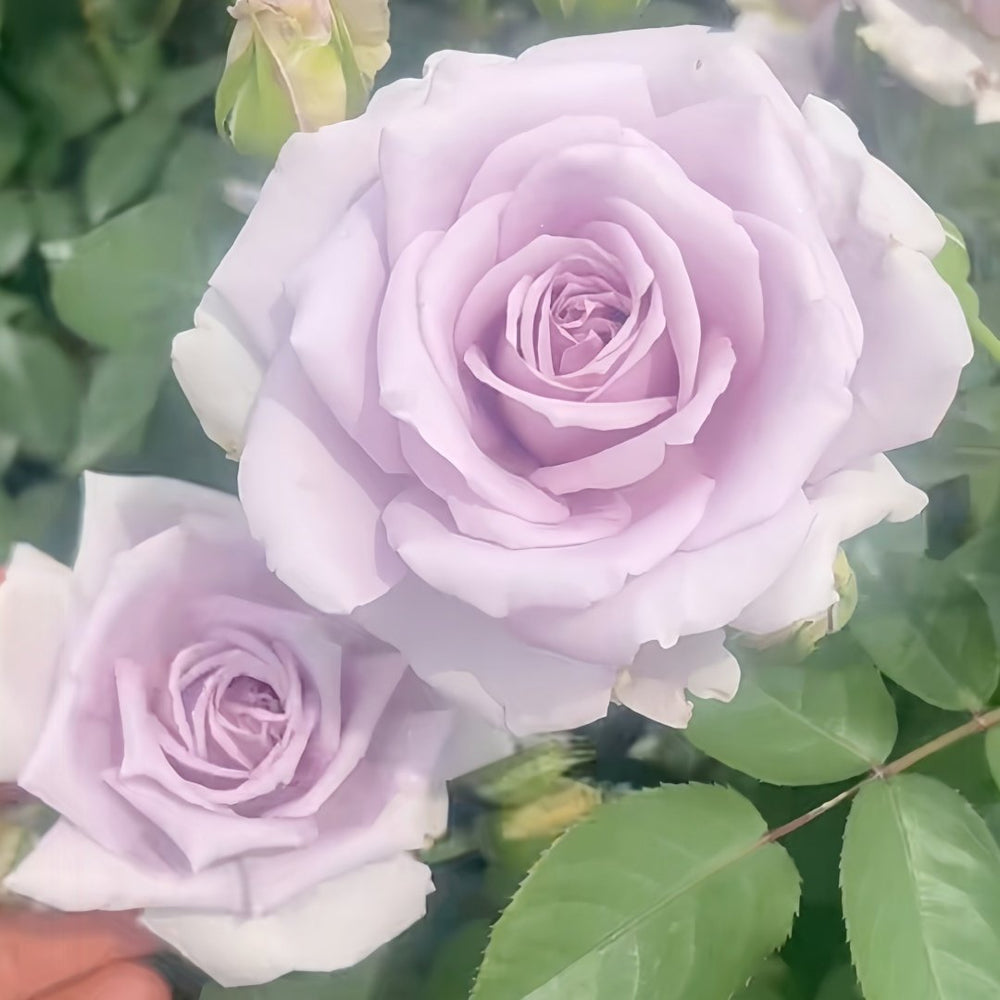 Noble Shine Rose Plant|贵族礼光 image 9