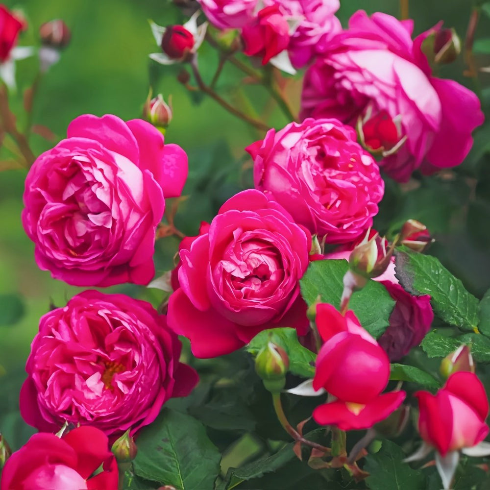 Cybelle Rose Plant｜熹蓓儿 image 0