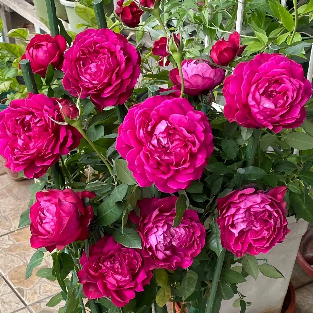 Janice kellogg Rose Plant|詹尼斯·凯洛格 image 9