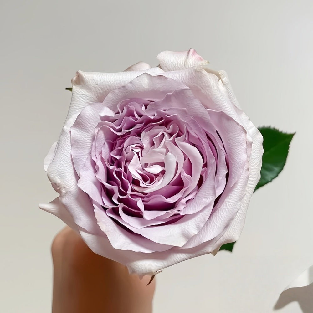 Sivery Light Rose Plant|月光曲 image 0