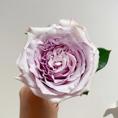 Sivery Light Rose Plant|月光曲 image 0