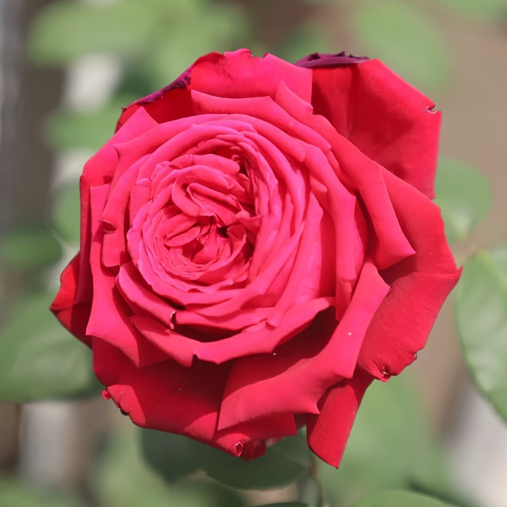 Botero Rose Plant|恩典女士 image 2