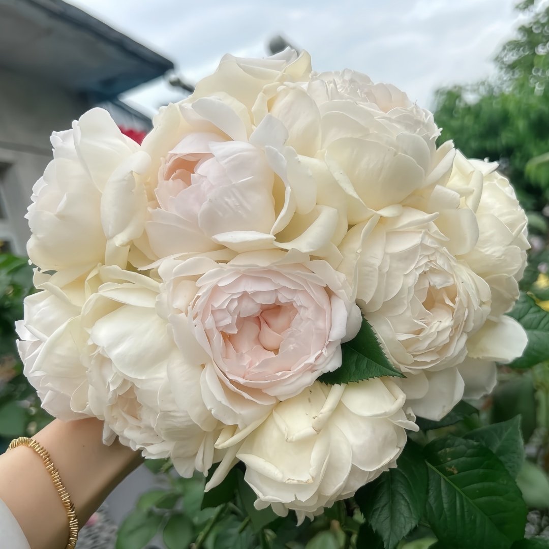 Kashou Rose Plant|华宵 image 0