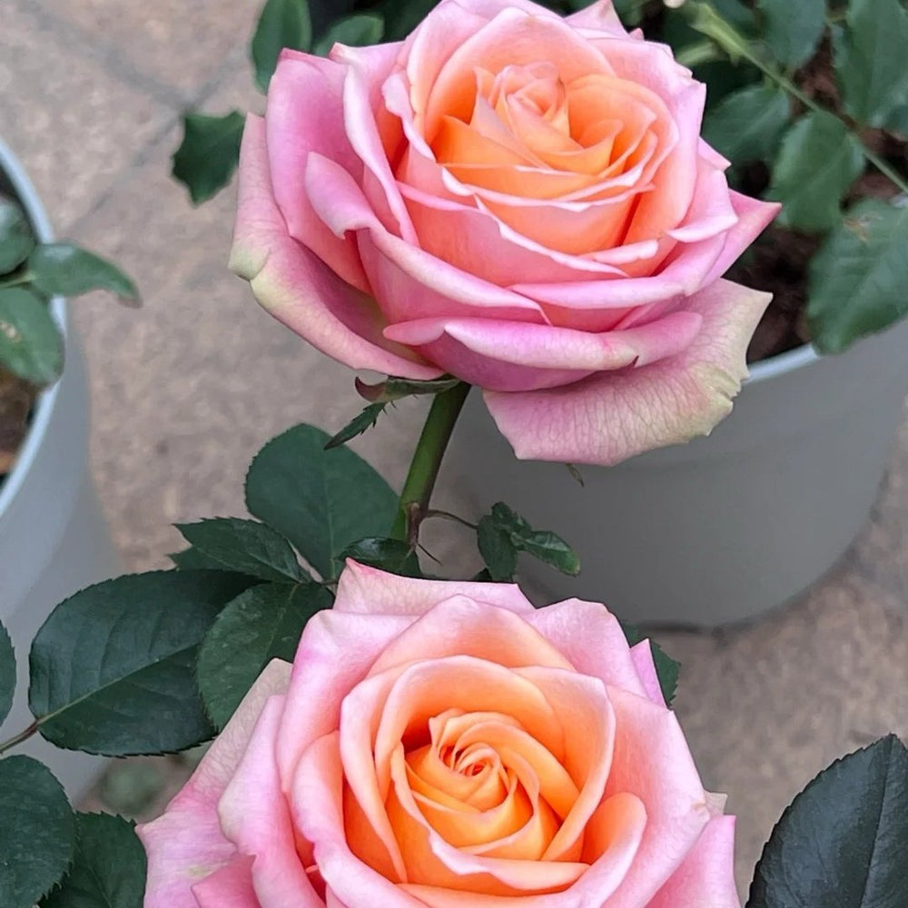 Love Pearl Rose Plant | 爱之珠 image 5