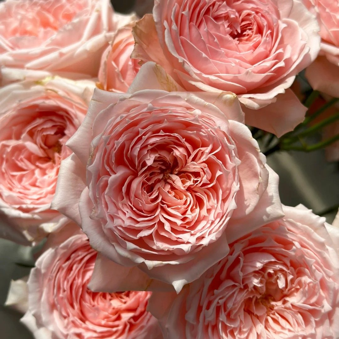 Princess Hitomi Rose Plant｜仁美公主 image 16