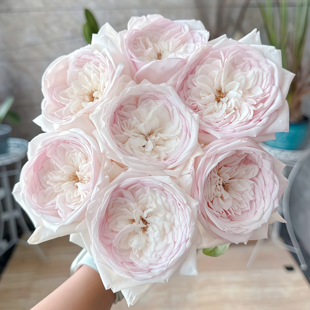 Special Bride Rose Plant｜特别新娘 image 0