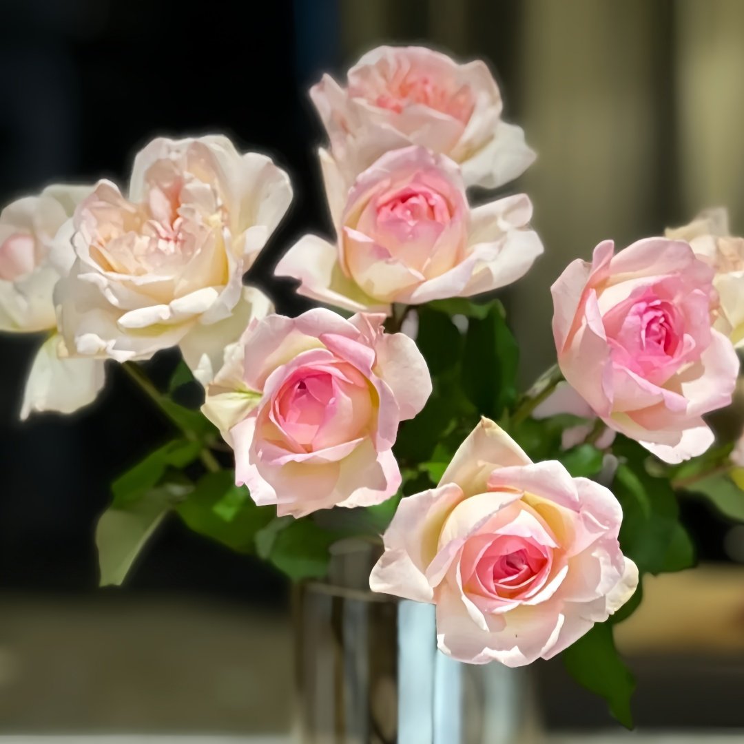 Avekutowa Rose Plant｜与你同在 image 6