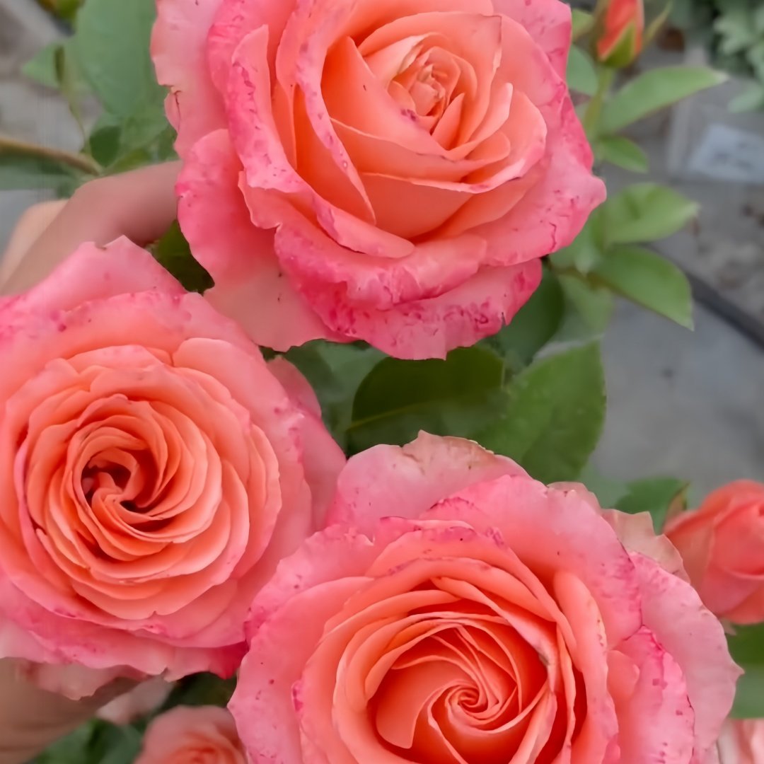 Mousse Rose Plant | 慕斯 image 3