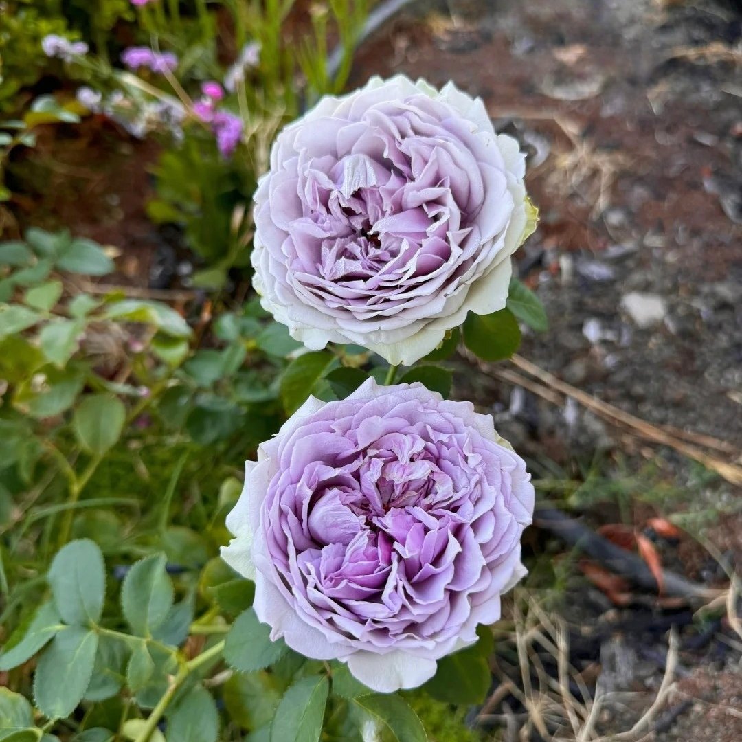 Coffret Rose Plant | 首饰盒 image 7