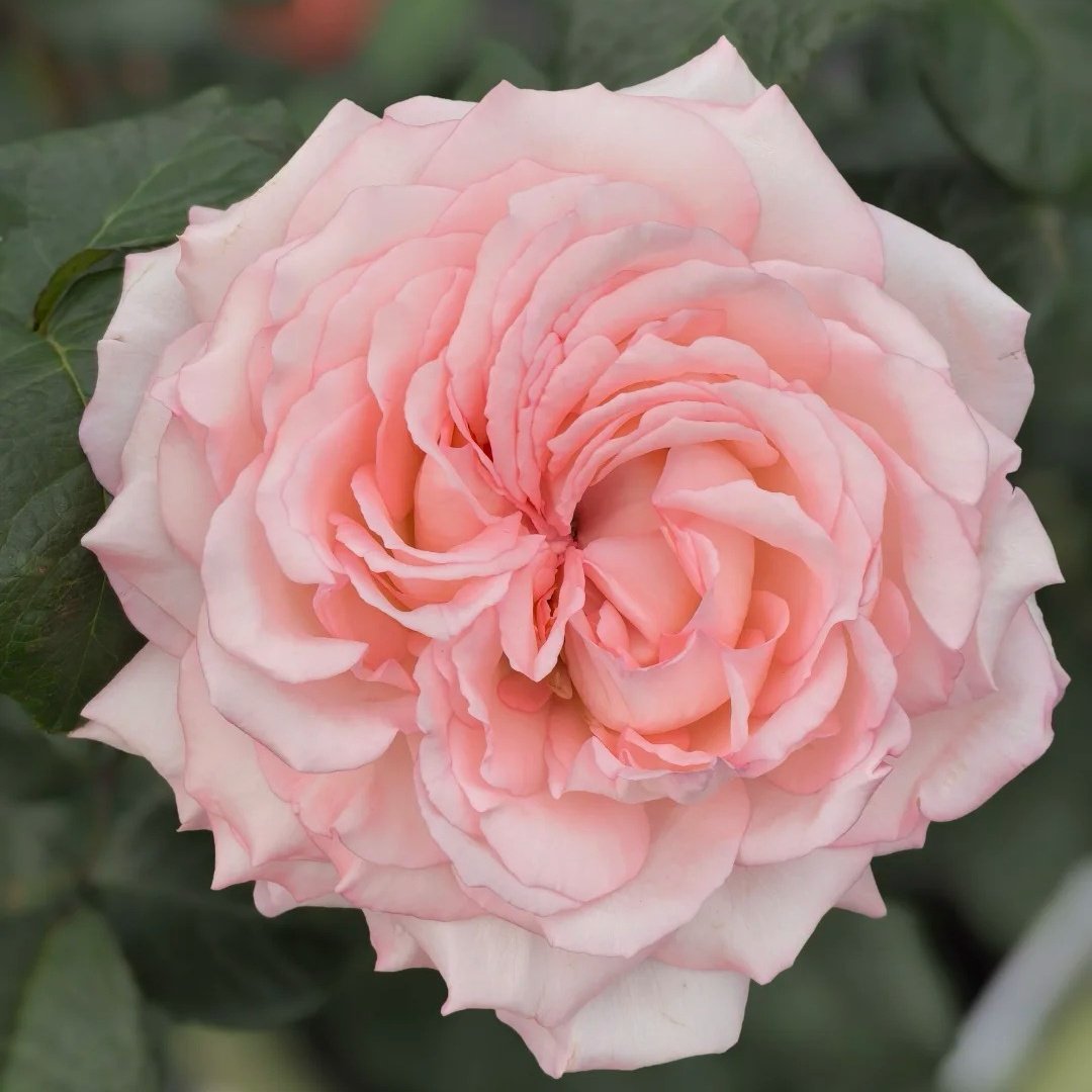 Joyce Rose Plant|乔伊斯 image 2