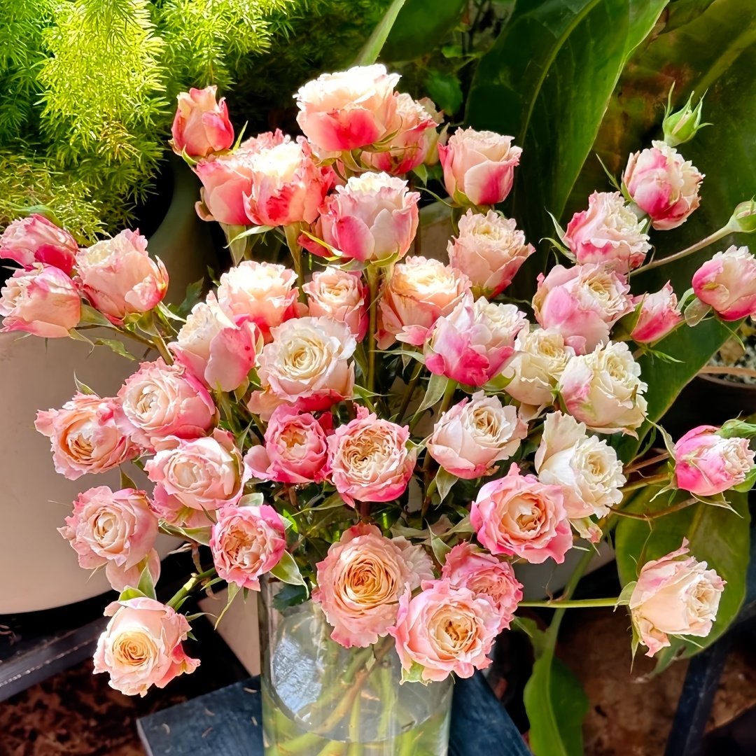 Taolesi Rose Plant|桃乐丝 image 9