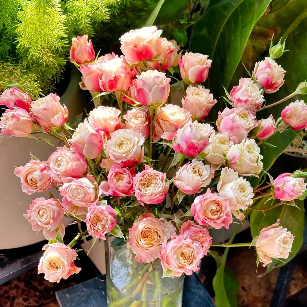 Taolesi Rose Plant|桃乐丝 image 9