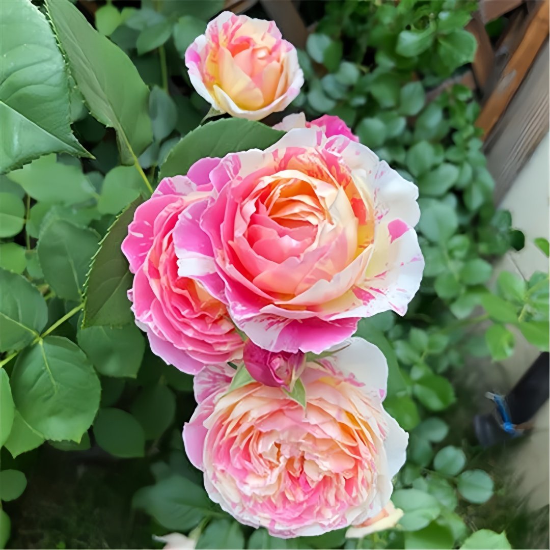 Claude Monet Rose Plant｜莫奈 image 4