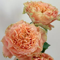 Country Spirit Louise Rose Plant｜乡村路易斯 image 3