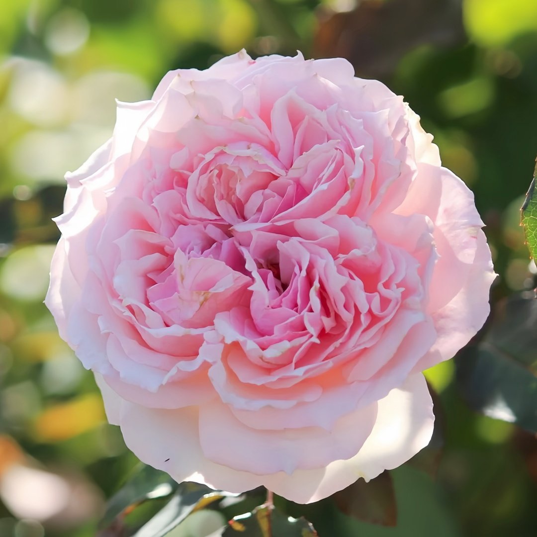 Haruno Rose Plant|春乃 image 4
