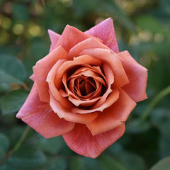 Zen Rose Plant｜禅 image 3