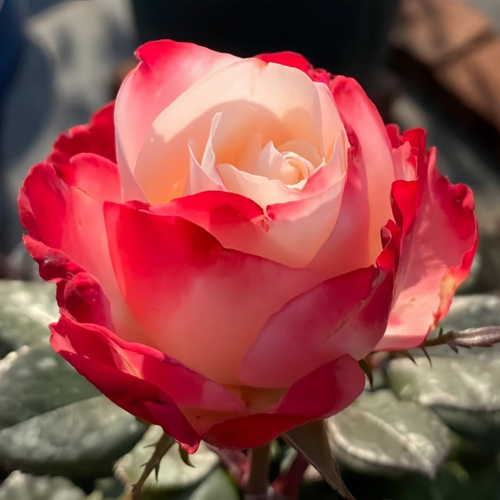 Nostalgie Rose Plant|乡愁 image 4