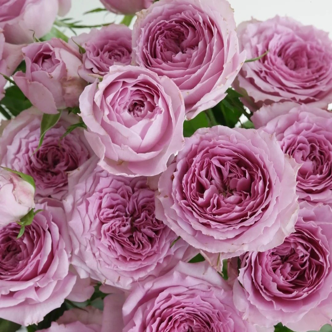Country Spirit Song Rose Plant|乡村音乐 image 6